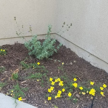 Garden Refresh In Irvine