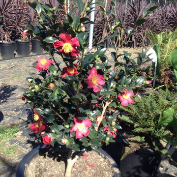 Plants