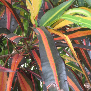 Individual Plant Photos # 1:Customer Aid  (Not complete- hundreds will be here)