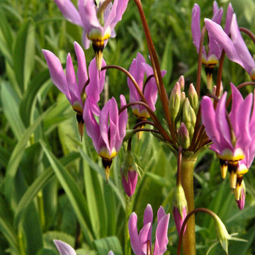 Dodecatheon meadia / shooting star