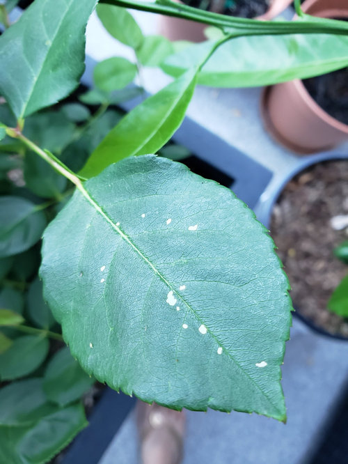 Is this rose slug? What to do?