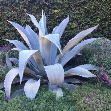 Great Plant Combo's