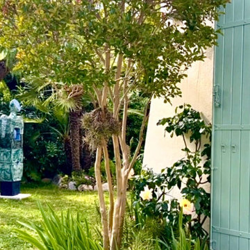 Un jardin exotique pour un ange bleu...