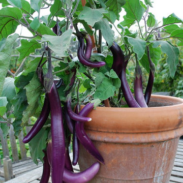 Container Vegetable Gardens