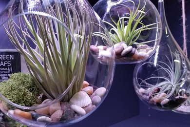 Hanging orbs with Air plants