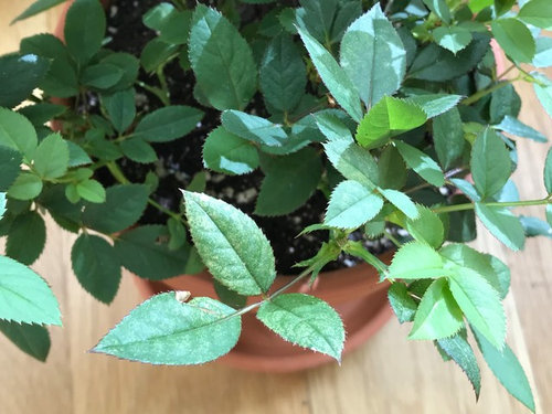 White Spots On Miniature Rose Leaves