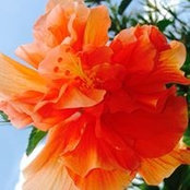 Donna Lupinski's photo
