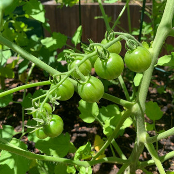 Rye Brook Garden