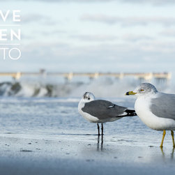 Gallery Collection / "Seagulls and Surf" - Photographs