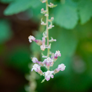 Pink Currant | Blood Currant