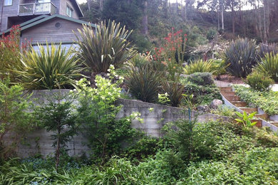 Design ideas for a large transitional drought-tolerant and full sun backyard landscaping in San Francisco.