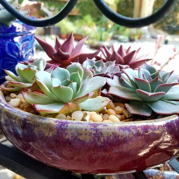 Succulent Arrangements