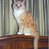 Yolanda Bafile Alters foto