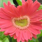 Jo Marleau's photo