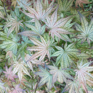 Japanese Maples