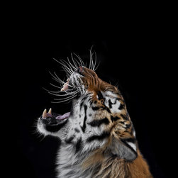 Animals - Photographs