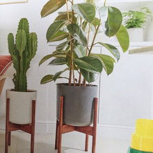 Plants Indoors