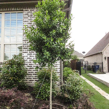 Tree Form Eagleston Holly