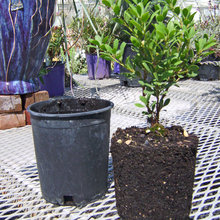 Plants