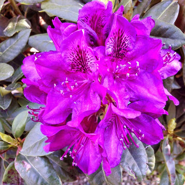 Plant Ideas & Colorful Combinations