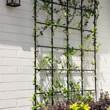 Iron Trellis