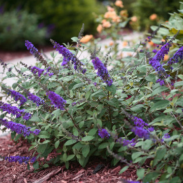 Lo & Behold® 'Blue Chip Jr.' Butterfly Bush