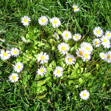 entretien jardin et massifs