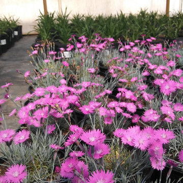 Perennial Flowers