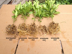 Rotemaker Pat No branching on tree seedlings grown in Rootmaker pots