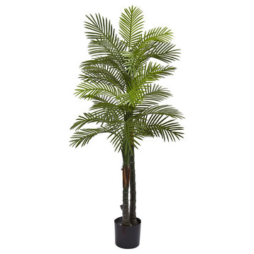 5.5' Double Robellini Palm Tree