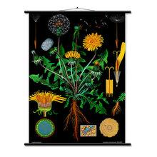 Botanicals for Zoe