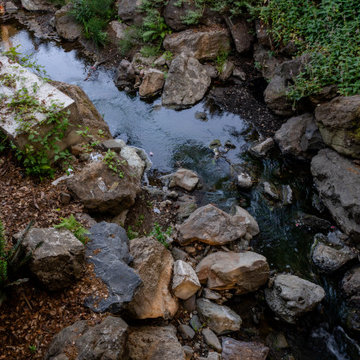 View from Above: Creekside Habitat with Ferns and Natural Boulders