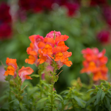 Flower Close-up