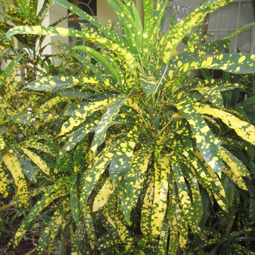 Individual Plant Photos # 1:Customer Aid (Not complete- hundreds will be here)
