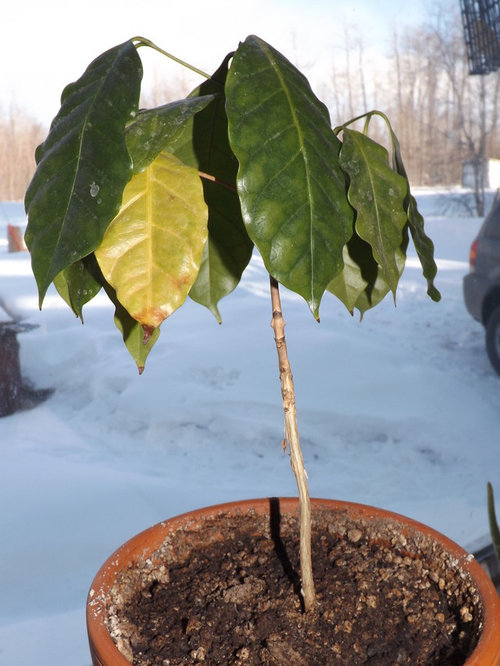 wilted coffee plant with yellowing leaves