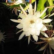 Photo de Lubna Culbert
