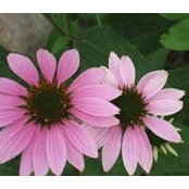 Eileen Kudryk's photo