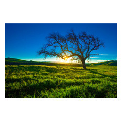 Douglas Page Photographic Arts - Sunburst Tree, Canvas Giclee, 18"x12" - Prints And Posters