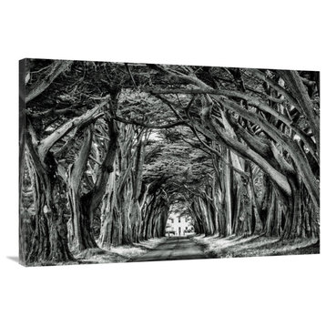"Cypress Trees black&white" by European Master Photography, 40"x27"