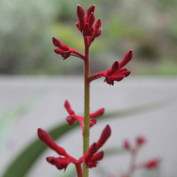 Australian Native Kangaroo Paw (Drought Tolerant)