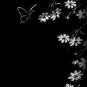 Dawn Habberstad's photo