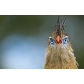 G Leong's photo