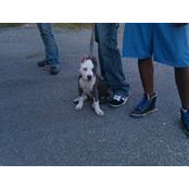 Blue House Pits's photo