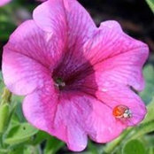 Karen Moore-Mello's photo