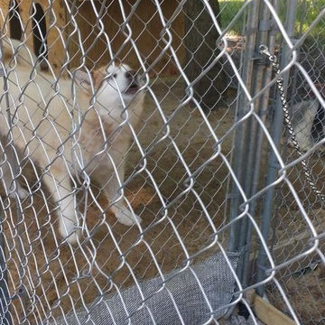 Dog Kennel