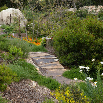 Montecito Phoenix rise from the ashes