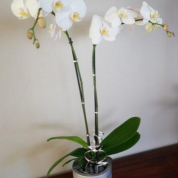 Orchids