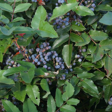 Blue Barberry