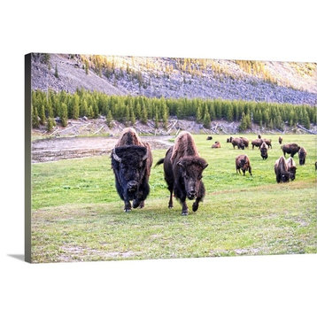 "Bison at Yellowstone" Wrapped Canvas Art Print, 36"x24"x1.5"