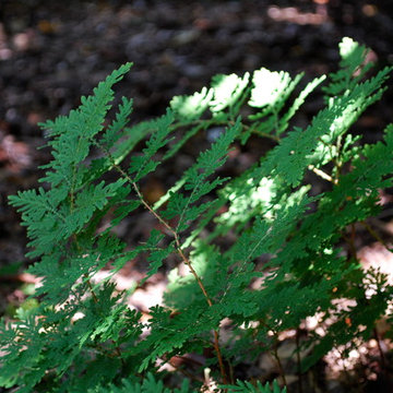 Arborvitae fern (selaginella)
